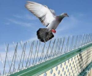 شركة طارد الحمام، تركيب شوك الطيور، مكافحة الحمام، خمس سنوات خبرة، منذ عام 2020، مكة، المدينة، جدة، تبوك، جودة عالية، حلول دائمة تركيب شوك الطيور في مكة تركيب شوك الطيور في المدينة تركيب شوك الطيور في جدة تركيب شوك الطيور في تبوك شركة طارد الحمام في مكة شركة طارد الحمام في المدينة شركة طارد الحمام في جدة شركة طارد الحمام في تبوك طارد الحمام في تبوك طارد الحمام جدة