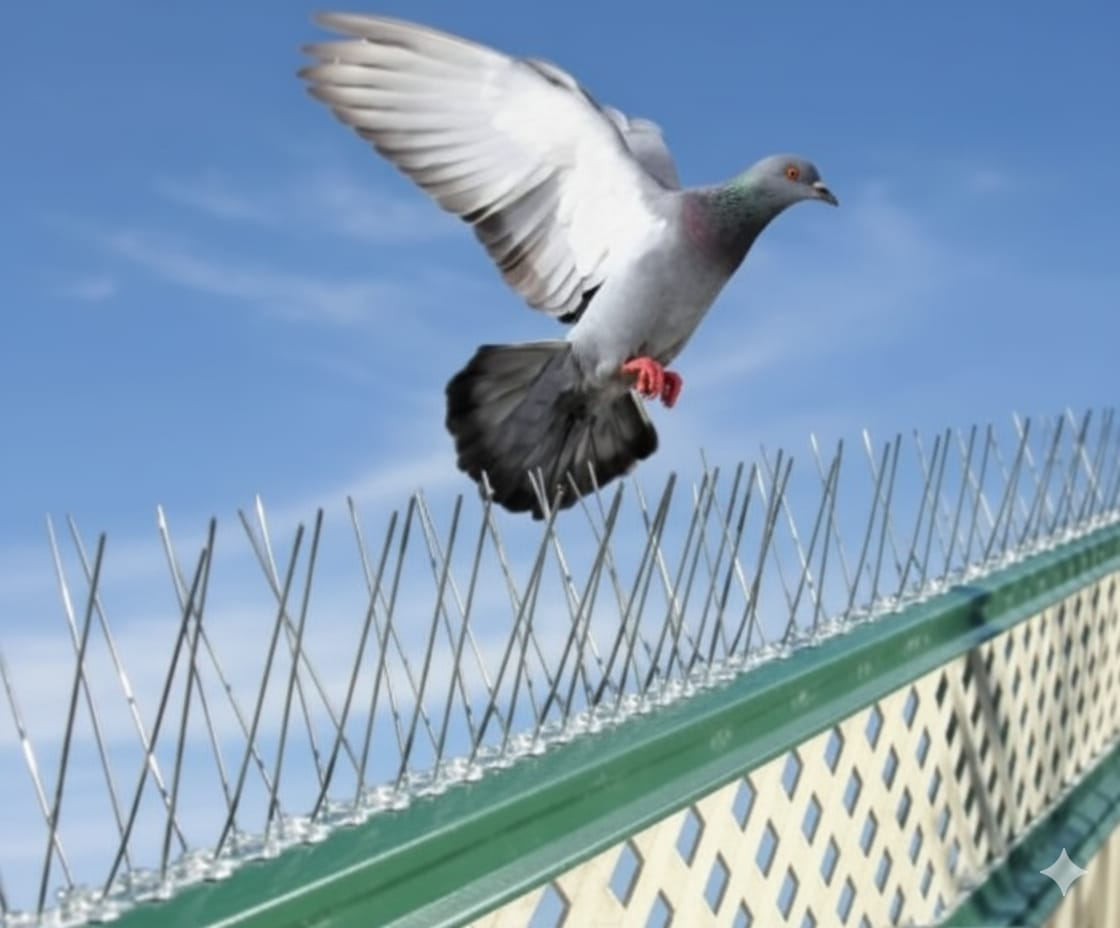 شركة طارد الحمام، تركيب شوك الطيور، مكافحة الحمام، خمس سنوات خبرة، منذ عام 2020، مكة، المدينة، جدة، تبوك، جودة عالية، حلول دائمة تركيب شوك الطيور في مكة تركيب شوك الطيور في المدينة تركيب شوك الطيور في جدة تركيب شوك الطيور في تبوك شركة طارد الحمام في مكة شركة طارد الحمام في المدينة شركة طارد الحمام في جدة شركة طارد الحمام في تبوك طارد الحمام في تبوك طارد الحمام جدة