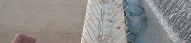 تركيب شوك الطيور في مكة تركيب شوك الطيور في المدينة تركيب شوك الطيور في جدة تركيب شوك الطيور في تبوك شركة طارد الحمام في مكة شركة طارد الحمام في المدينة شركة طارد الحمام في جدة شركة طارد الحمام في تبوك